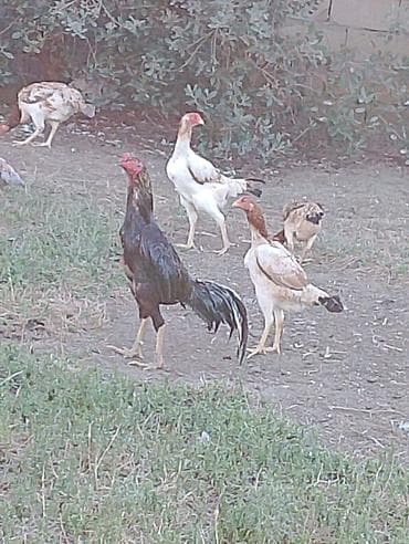 vendam kendi: Toyuq, Damazlıq — 1