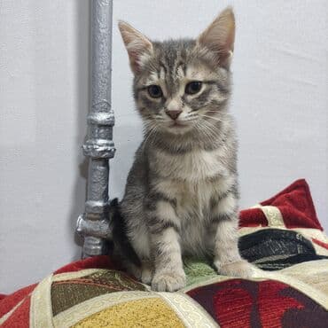 benqal pişik: Britan, Dişi, Yaxşı əllərə, Ünvandan götürmə — 3