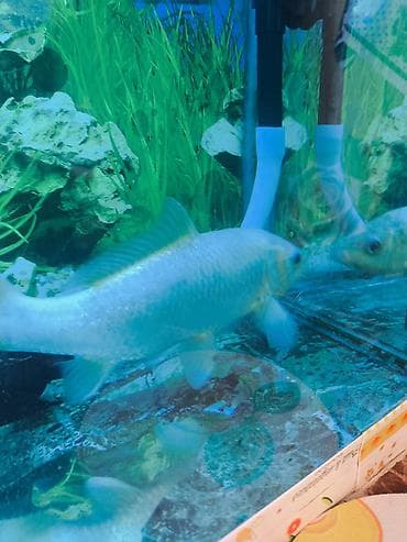 akvarium baliqlari qizil baliq: Koi, Sülhsevər — 2