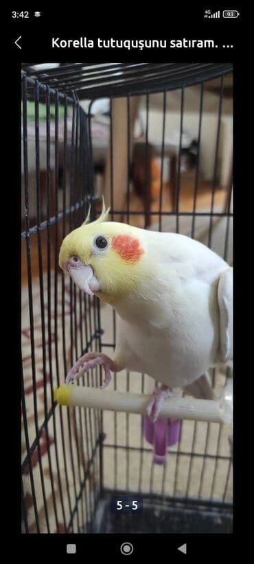 qurdbasar balaları: Təzə yemə düşən balalar və hazir cütlər var.Balalara söz öyrətmək ələ — 3