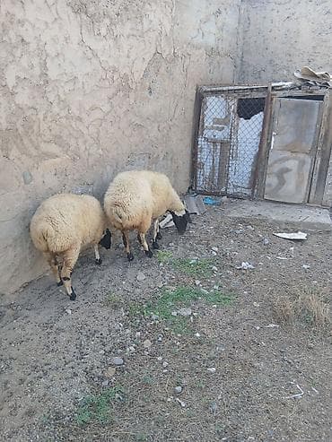 kreditle heyvan satisi: Ana baLa satıLır cavan heyvandı — 4