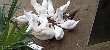 ördey: Musk ördəkləri (indo-ördək) – ağ rəngli sürü - Növ: Musk/indo-ördək - — 4