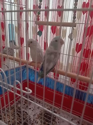 bildirçin quşu: Hazr cüt Forpus papuqayı, papuqay növünün içində ən kiçik növdü, çox — 1