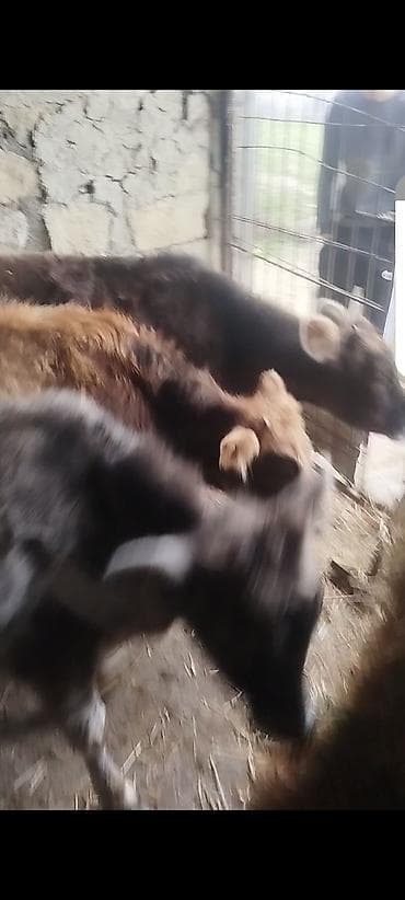 pişik satışı ucuz: Salam dişi danalar satilir — 2