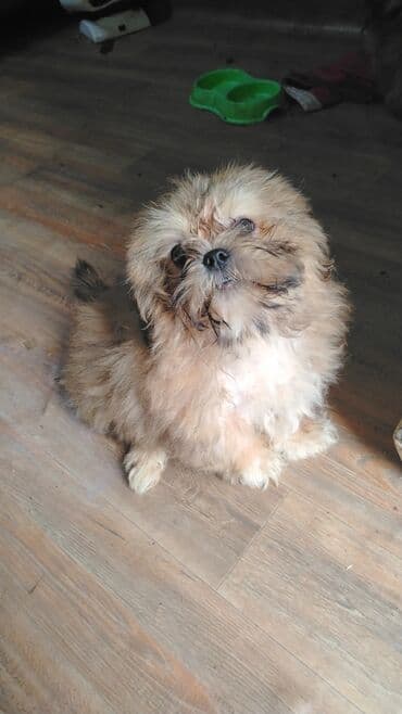 енот в баку купить: Syrian (qızıl) hamster balaları - Növlər: Syrian hamster - Rənglər — 3