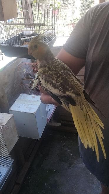 tutuquşlar: Nimfa (cockatiel) tuturğayı – evdə saxlanmaq üçün ideal sevimli orta — 4