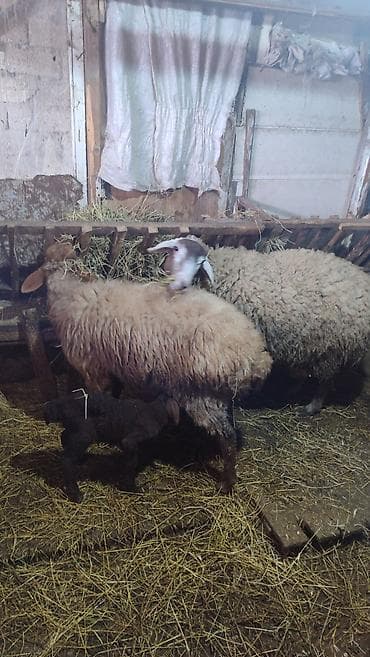 bala quzu: 6 ana qoyundu 5 ədədin yanında balası var. Biri birinci qarınadi — 9