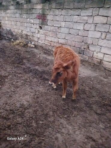собака в дар: Disi dana satilir cox ucuz qiymete tecili tecili — 1