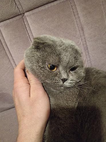 Heyvanlar üçün mallar: Şotland, Erkək, Pulsuz çatdırılma — 3