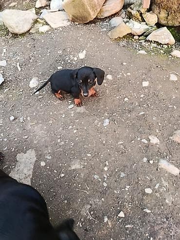 itler sekilleri: 2 ay, Erkek — 6