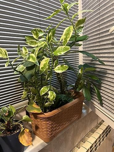 ev gulleri ve adlari: Otaq bitkiləri dəsti – 4 ədəd saksıda 1) Filodendron (uzanan gövdəli — 6