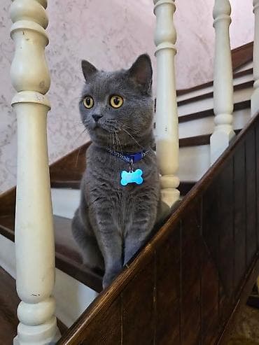 pişiylər: Britan, Dişi, Pulsuz çatdırılma — 1