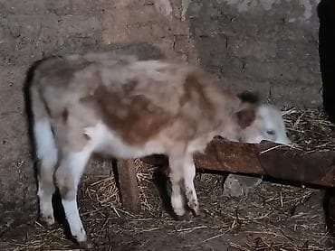 Mal-qara – buzov - Növ: Yerli cins buzov - Rəng: Ağ-qonur qarışıq (ağ