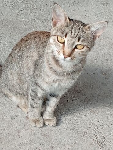 cins ineklerin satisi 2018: Tabbi, Yaxşı əllərə — 2