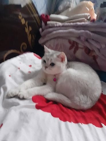 sinsila pisik: Şinşilla — 3