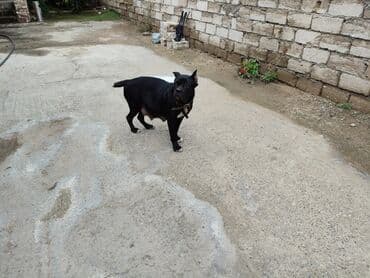 кане корсо цена: Kane-Korso, 1 ay, Sənədli, Ünvandan götürmə, Pulsuz çatdırılma, Ödənişli çatdırılma — 6