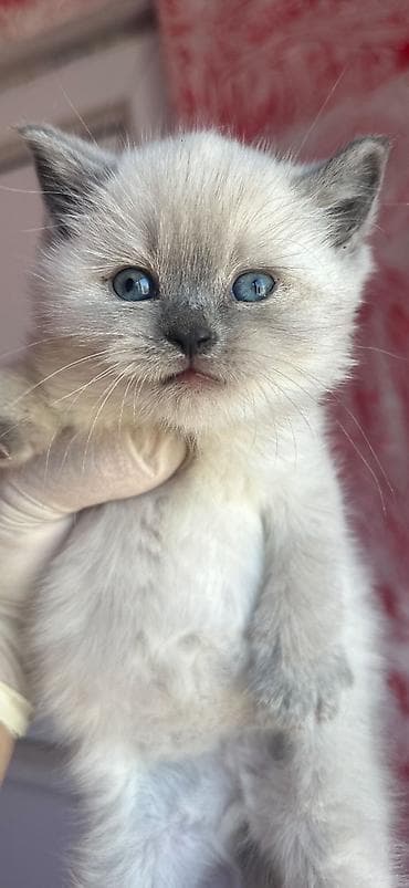 pişik siyam: Şinşilla, Erkək — 9