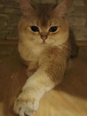 Qızıl şinşilla, Erkək, Cütləşmə üçün