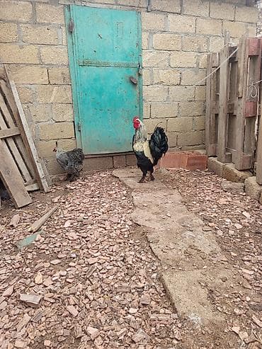 Yemlər: Toyuq, Brama, Damazlıq — 2