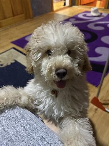 sahiblendir: Pudel — 3