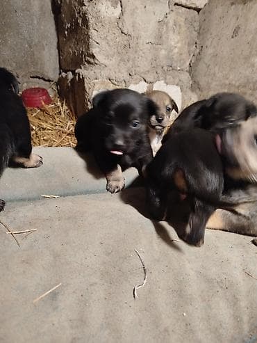 coban itlerin satisi: Əla növ qulaği sallağ zvanoklar satilir 7 ədəd di 3 həftəlikdirlər — 9