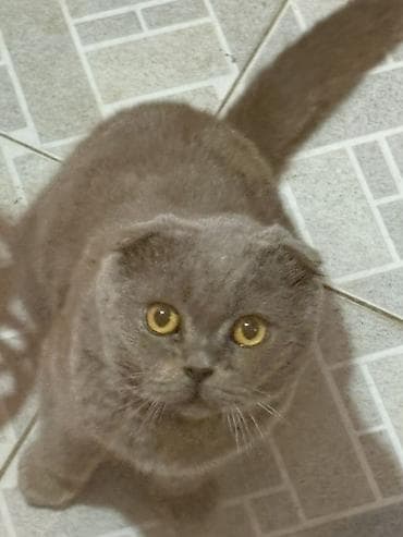 şotlan pişik: Şotland — 1