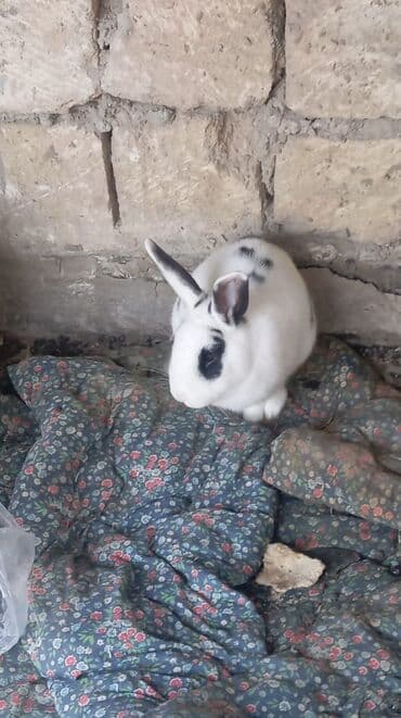 dovşanın balasına nə deyilir: Məhsul: Ev dovşanları (2 ədəd) Təsvir: - Rəng: ağ fon üzərində — 2