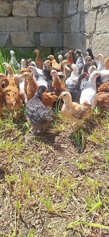 Toyuq cücələri, Damazlıq