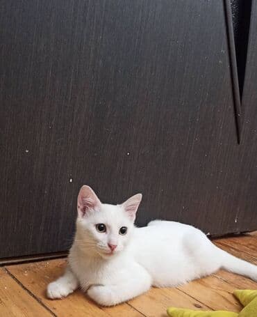 шотландский котенок: Erkək — 1