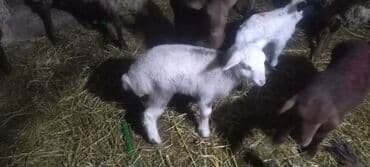 İtlər: Salam qoca qoyunlar satılır 350 ünvan Siyəzən əlaqə nömrəsi — 3