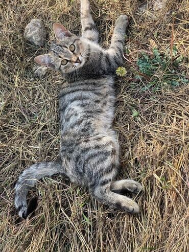 купить тайского котенка: Türk anqora — 4