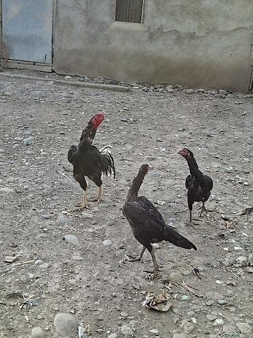 Heyvanlar: Heyratı yumurtası satılır təzə və mayalı şəkil öz şəkiləridi bu — 2