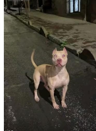 itlərin cütləşdirilməsi: Peyvəndli — 3