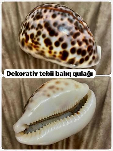 hamam ewyalari: Dekorativ təbii balıq qulağı (dəniz ilbizinin qabığı) - Material — 1