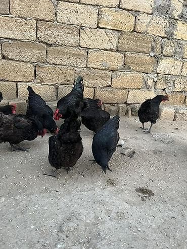 şirvanda toyuqlar: Yumurtayan toyuqlar — 2