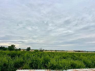 zanbaq: Badam bağı 8 yaşında. Şabranda 8 ha Badam bağı, ceşidi Feraduel və — 8