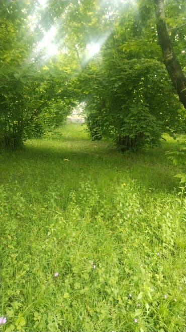 bag evlerinde is elanlari 2024: 8 sot, Kənd təsərrüfatı, Kupça (Çıxarış) — 4