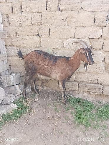 mal qara: Erkək keçi – yerli cins - Sağlam, aktiv və yemə uyğunlaşması yaxşıdır — 7