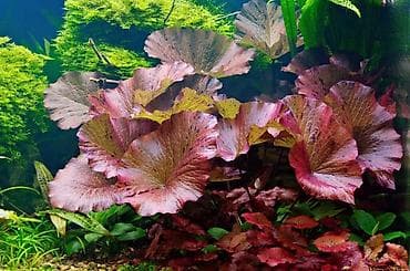 Quşlar: Akvaryum bitkiləri dəsti – rəngli kompozisiya Tərkib: - Qırmızı tonlu — 2