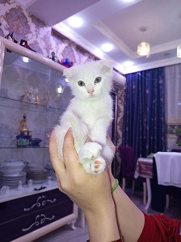 bengal cat: Britan yastı qulaq, Erkək, Dişi, Ünvandan götürmə, Ödənişli çatdırılma — 4