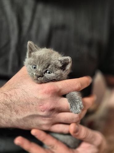 Boz tüklü pişik balası – ev üçün mehriban dost - Rəng: vahid tünd-boz