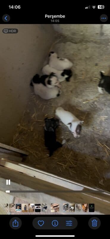 мейн кун купить в баку: Temiz filo zvanok balalar dik qulaq zpiral quyruq erkeyde var diside — 4