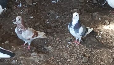 arpa bugda: Qənbərbaş göyərçinlər - Növlər: rəngarəng Qənbərbaş/başında toppuzlu — 2