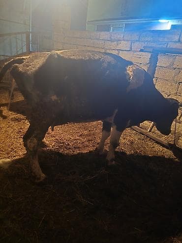 Digər heyvanlar: Süd yönümlü inək - Cins: qara‑ala (holşteyn tipli) - Məqsəd: südçülük — 8
