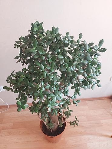 Комнатные растения: Pul ağacı (Krassula) Çox gözəl və yetişkin Pul ağacı (Crassula ovata) — 7