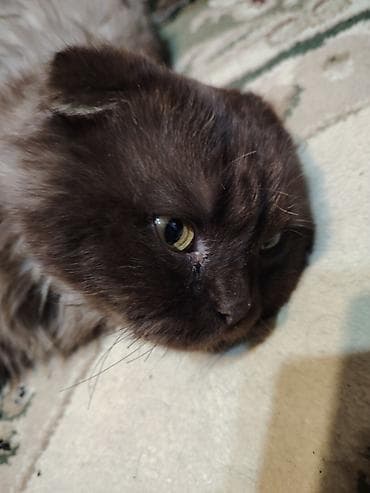 Pişiklər: Şotland, Erkək — 3