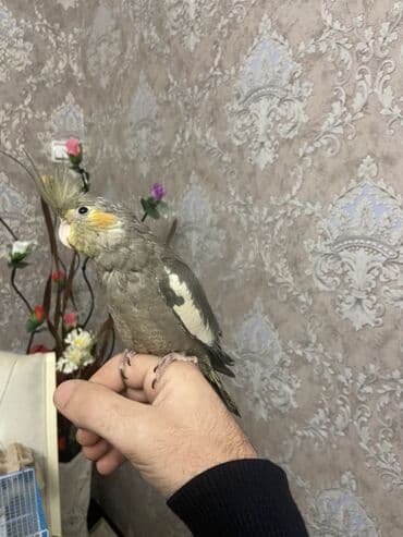 Mərmər effektli PVC panellər: Nimfa (Cockatiel) papağanı - Rəng: zeytun-boz, qanadlarda ağ — 5