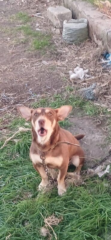 boyuk itler: 1 il, Erkek, Peyvəndli, Ödənişli çatdırılma — 4