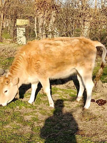 Keçilər, çəpişlər: Satış üçün dana - Növ: Mal-qara (dana) - Rəng: Açıq sarı-qəhvəyi — 3