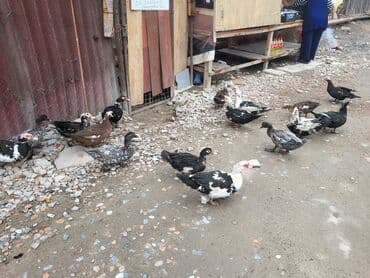 ördək balası satışı: Ordekler satilir kom satilir — 1